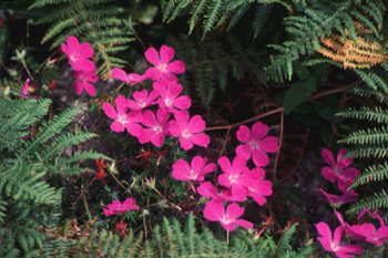 Geranium sanguineum L. (Bloody Cranesbill) on limestone at Inis Mein