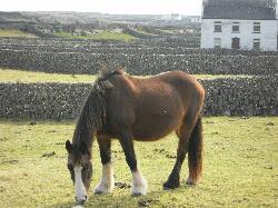 Arainn - Inishmore