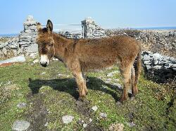 Arainn - Inishmore