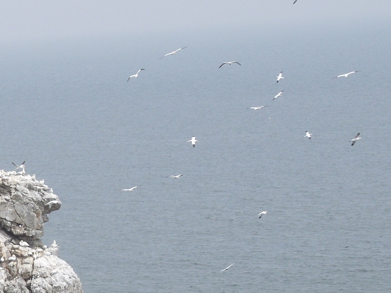 Northern Gannets above Ireland's Eye