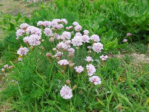 Ireland's Eye - Armeria maritima - Thrift - Rabhn