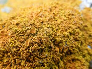 Ireland's Eye - xanthoria lichen - the orange pigment protects the lichen from the sun. 