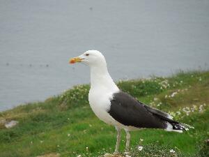 Ireland's Eye - a Black Backed Gull