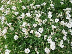 Ireland's Eye  - Sea Campion - Silene uniflora - Coiren mara
