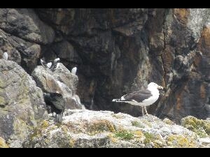 Ireland's Eye - a Black Backed Gull with guillemots in the top left.