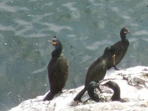 Ireland's Eye - European Shag - Phalacrocorax aristotelis - Seaga