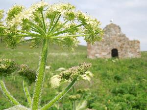 Ireland's Eye - St. Nessan's Church