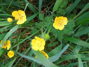 Ireland's Eye - Creeping Buttercup - Ranunculus repens - Fearbn reatha