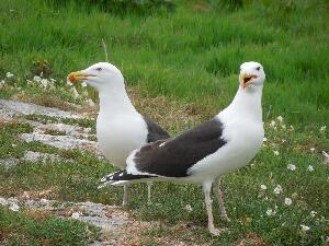 Ireland's Eye - two Black Backed Gulls which nest on the island