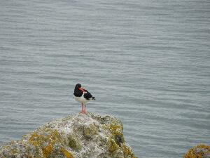 Ireland's Eye - Oystercatcher - Haematopus ostralegus - Roilleach