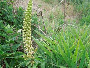 Ireland's Eye - Navelwort - Umbilicus rupestris - Cornn caisil