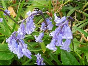 Ireland's Eye - Bluebell - Hyacinthoides non-scripta - Coinnle corra