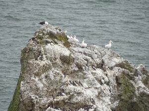 Ireland's Eye - on top - a black backed gull and gannets, below - guillemots