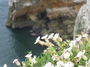 Ireland's Eye  - Sea Campion - Silene uniflora - Coiren mara