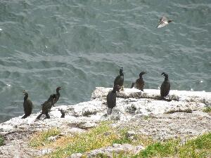 Ireland's Eye - European Shag - Phalacrocorax aristotelis - Seaga