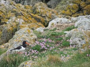 Ireland's Eye - Oystercatcher - Haematopus ostralegus - Roilleach