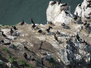 Ireland's Eye  - European Shag - Phalacrocorax aristotelis - Seaga