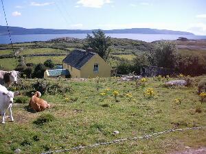 Bear Island - Oilen Bara