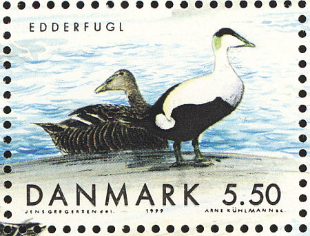 Eider ducks have been breeding on Inishtrahull since 1912