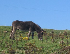 A donkey