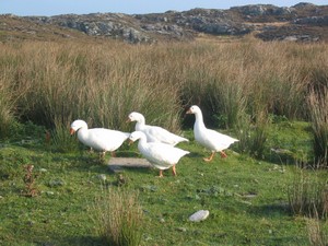 Geese in Middlequarter.