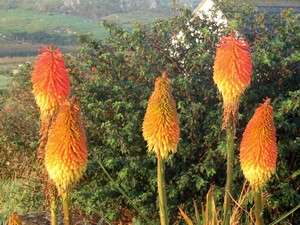 Red Hot Poker (Kniphofia) in an island garden.