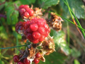 Unripe Blackberry by the side of the road.