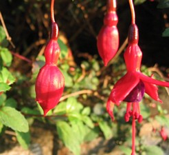 Fuchsia Magellenica Riccartonii, a hybrid first grown, from South American parents, in Riccarton Scotland in about 1830. It grows from cuttings, rarely from seeds.