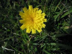 Inishbofin - Inis B Finne