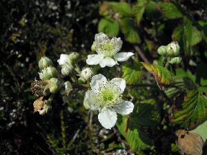 Inishbofin - Inis B Finne