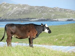 Inishbofin - Inis B Finne