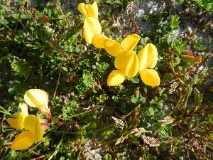 Inishbofin - Inis B Finne