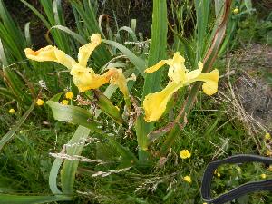 Inishbofin - Inis B Finne