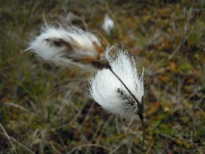 Inishbofin - Inis B Finne