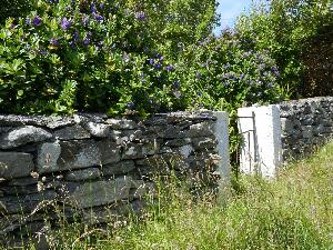 Inishbofin - Inis B Finne