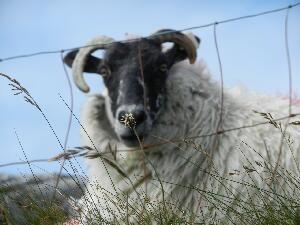 Inishbofin - Inis B Finne