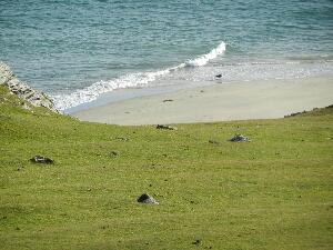 Inishbofin - Inis B Finne