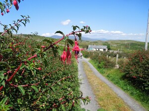 Clare Island