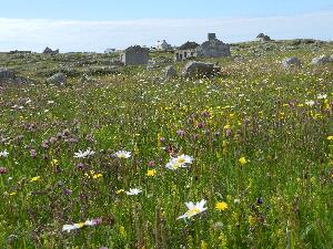 Mason Island - Oilen Misean