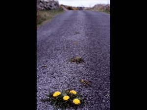 Connemara - na hOilein