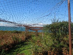 Copeland Islands - Heligoland or funnel trap used to catch birds for ringing and recording