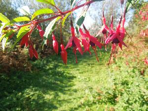 Copeland Islands - Fuchsia a plant originally from South America