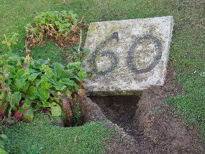 Copeland Islands - a Manx Shearwater burrow/nest marked as part of an ongoing study.