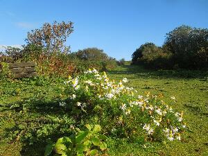 Copeland Islands - chamomile flowering on one of the island's grassy trackways which provide habitat for manx shearwater burrow/nests.