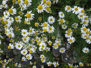 Copeland Islands - chamomile