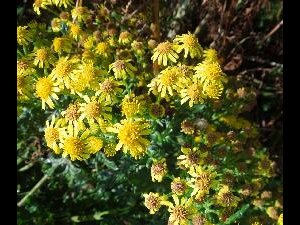 Copeland Islands - ragwort is plentiful on the island but is poisonous to grazing animals. Cinnabar Moths lay their eggs on it and the caterpillars aborb the poisons to become poisonous themselves.