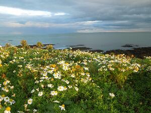 Copeland Islands - chamomile by the sea