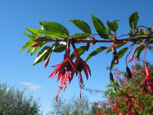 Copeland Islands - fuchsia, a native of South America
