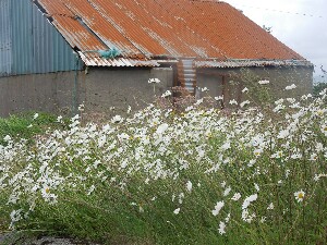 Michaelmas Daisies