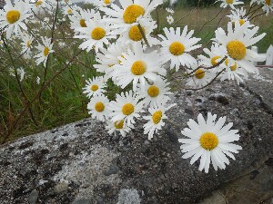 Arranmore - Michaelmas Daisies